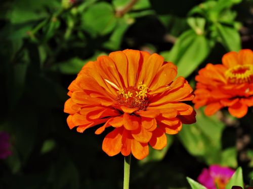 flower orange yellow