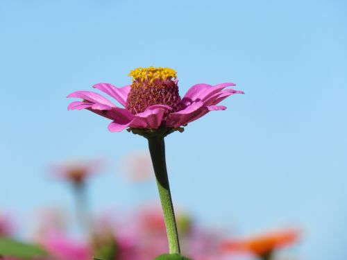 flower pink yellow