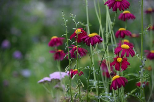 flower color spring