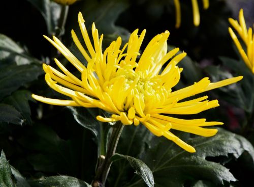 flower flower color yellow botany