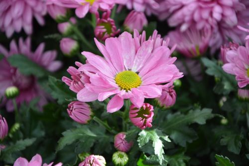 flower flower color pink bouquet