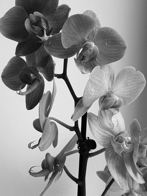 flower orchid black and white