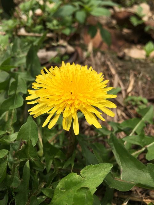 flower bloom sun