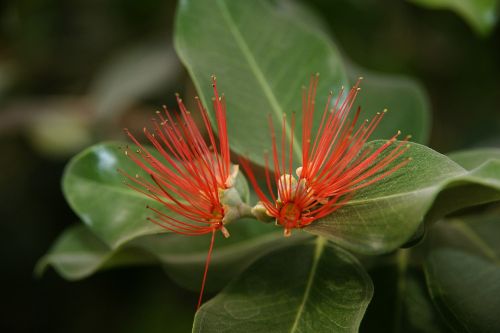 flower macro nature