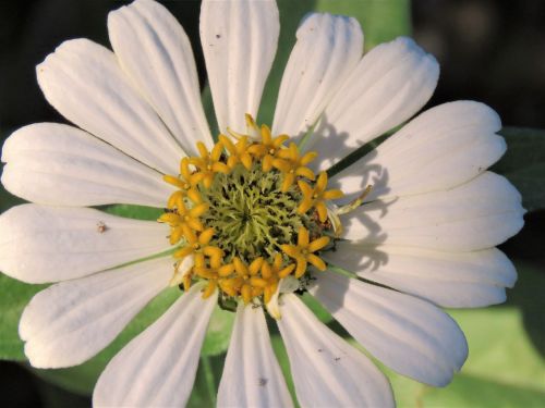 flower close up white