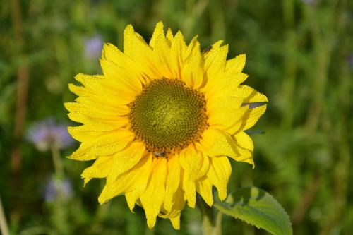 flower flower sunflower the colour yellow