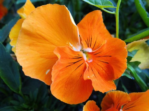 flower orange plant