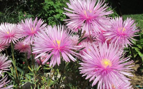 flower pink ground cover