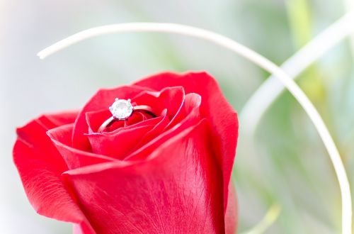 flower rose macro