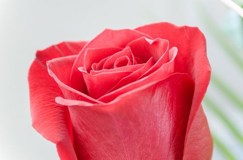 flower rose macro
