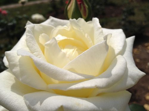 flower rosa white
