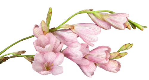 flower pink bulb