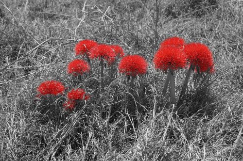 flower red nature