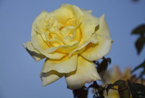 flower pink yellow rose