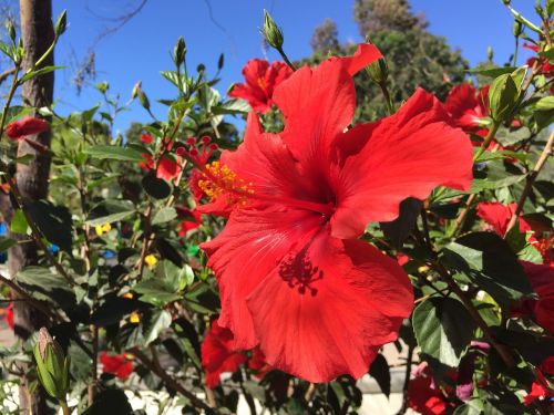 flower hibiscus tropical