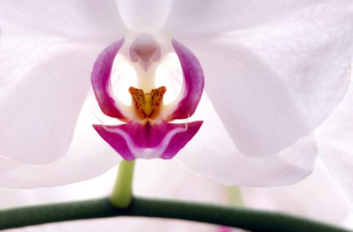 flower orchid blossom