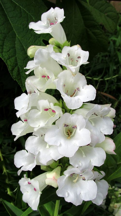 flower stem white