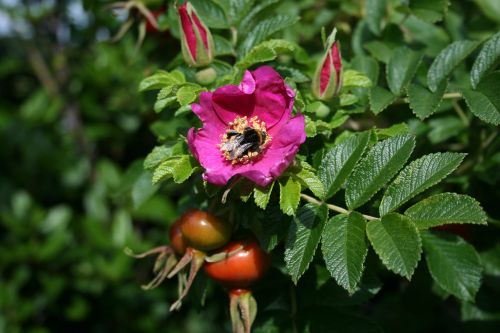 flower bee insect