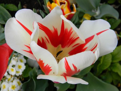 flower tulip plant