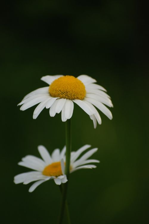 flower flowers summer flower