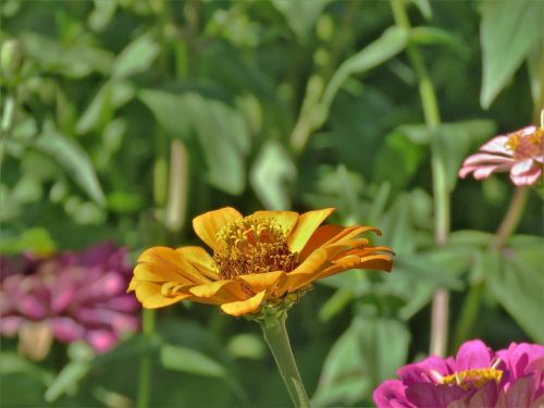 flower yellow garden