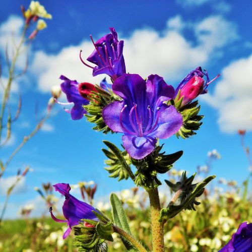 flower flowers nature