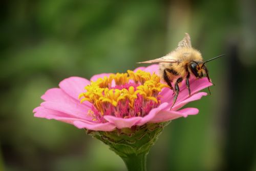 flower bee bumblebee