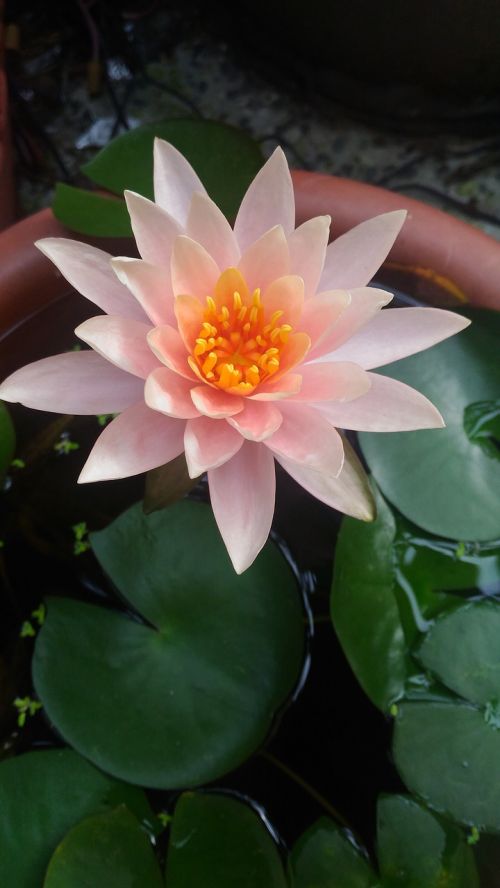 flower lotus pink