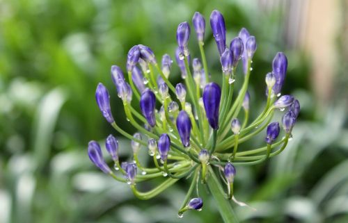 flower garden lavender