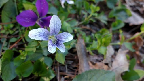 flower viola foliage