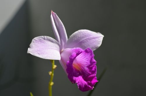 flower orchid botany
