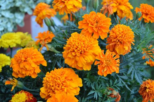 flower nature orange