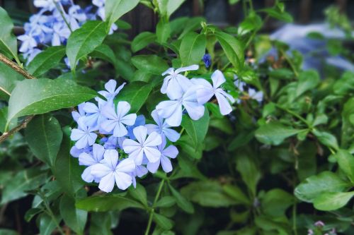 flower purple beautiful