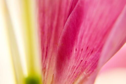 flower petals macro