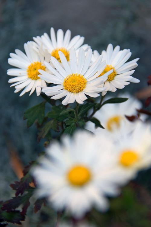 flower white white flower