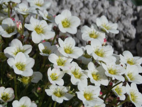 flower spring sun