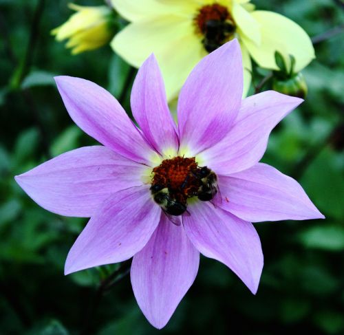 flower bees garden