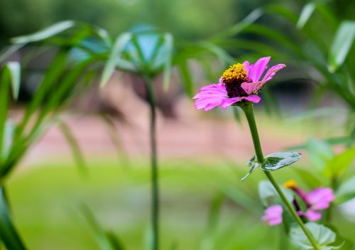 flower pink pink flowers