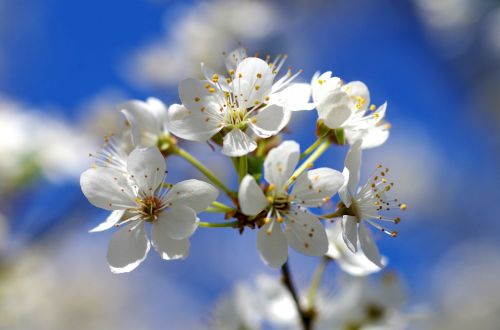 blossom bloom white