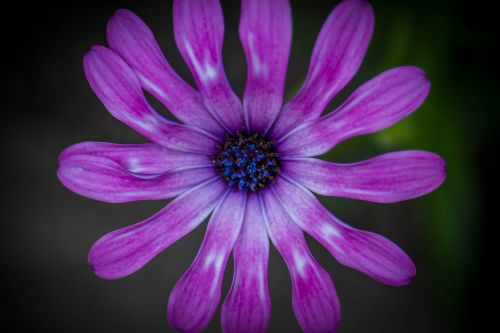 flower petal purple