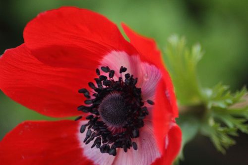 flower red blossom