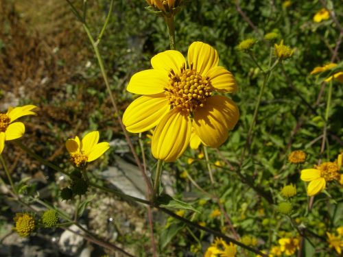 flower yellow flowers