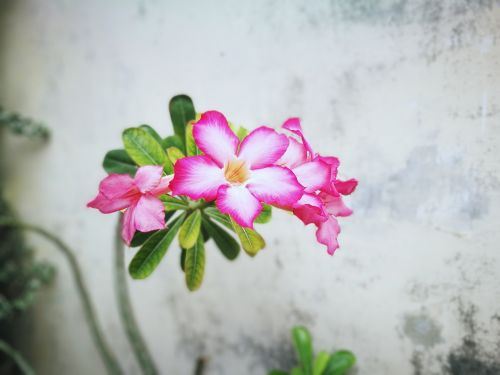flower pink beautiful