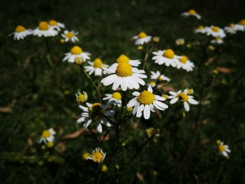 flower flowers white