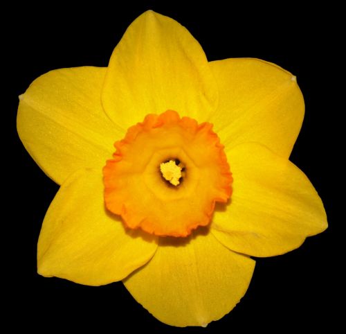 flower narcis spring