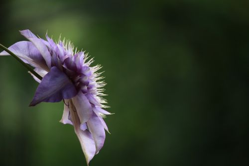 flower clematis blossom