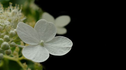 hydrangea flower white
