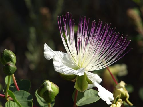 flower caper plant