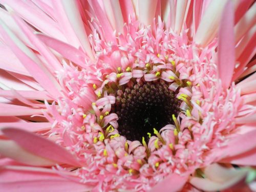 flower pink closeup