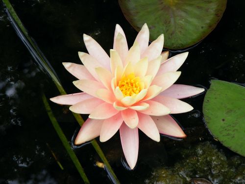 flower lily waterlily
